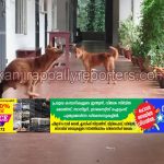 പനമറ്റം സ്‌കൂൾ വളപ്പിൽ തെരുവുനായകളുടെ ശല്യം