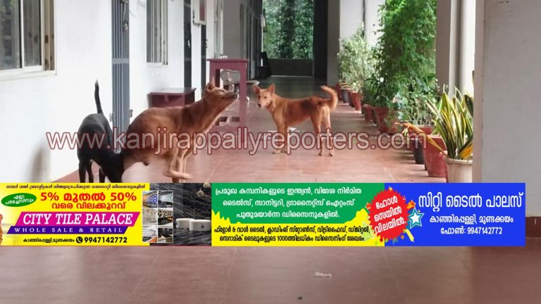 പനമറ്റം സ്‌കൂൾ വളപ്പിൽ തെരുവുനായകളുടെ ശല്യം