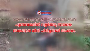 പുഞ്ചവയലിൽ വളർത്തു നായയെ അജ്ഞാത ജീവി പിടിച്ചതായി സംശയം
