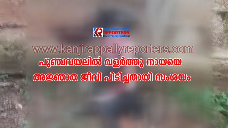 പുഞ്ചവയലിൽ വളർത്തു നായയെ അജ്ഞാത ജീവി പിടിച്ചതായി സംശയം